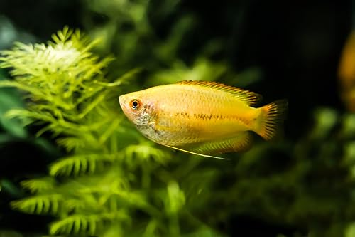 Swimming Creatures™ Assorted Gourami (Trichogaster spp.) – Freshwater Aquarium Fish (Size Approx. 0.5–1.5") (3 Gourami Mix)