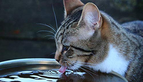 Pureup Water Fountain Filters Compatible Replacement for Drinkwell Platium Pet Dog Cat Fountain Premium Charcoal Filters 1...