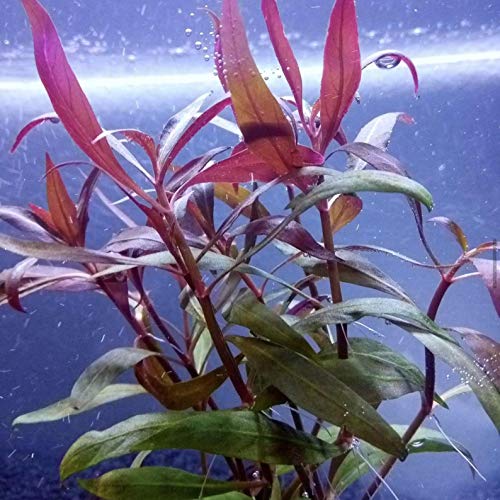 Greenpro | Alternanthera Reineckii 3 Bundles Scarlet Temple Red Stem Bundle Freshwater Live Aquarium Plants Midground Fish...