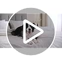 Qeils Pet Blankets for Cats - Waterproof Cat Blanket Washable - Sherpa Fleece Puppy Blanket, Soft Plush Reversible Throw P...