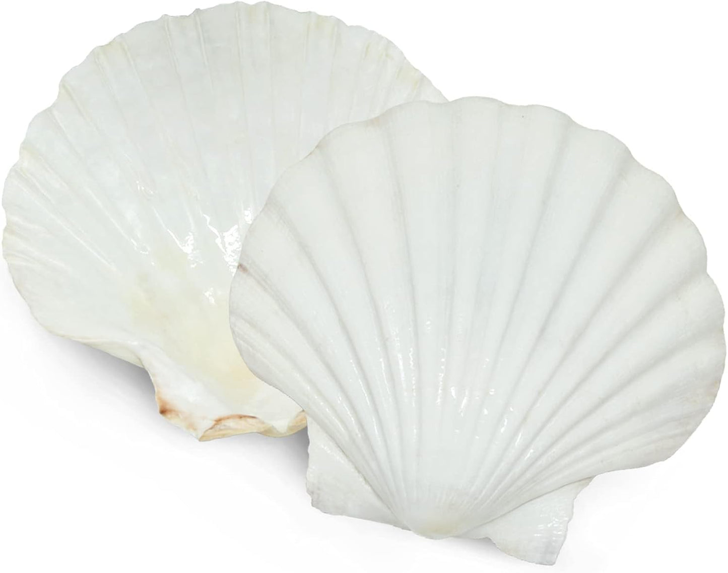 6PCS Scallop Shells for Serving Food,Baking Shells Large Natural White Scallops from Sea Beach for DIY Craft Decor 4-5 Inches