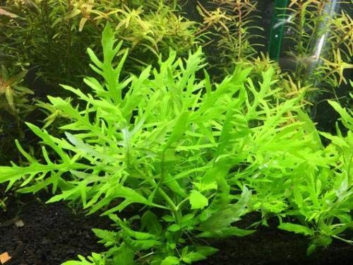 Live Aquarium Plants Hygrophila Difformis Bunch Water Wisteria Aquarium Plant Live PNF22