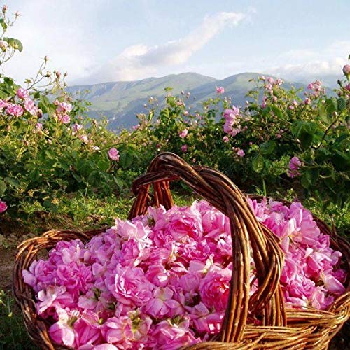 Bulgarian Rose Lip Balm with Natural Rose Oil