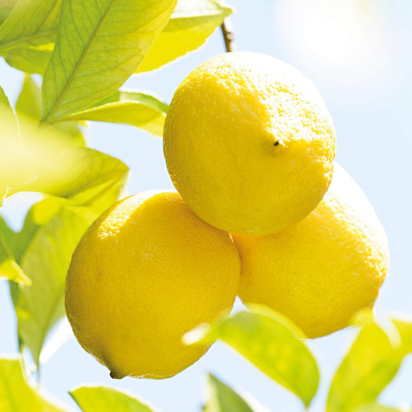 Weleda Refreshing Citrus Body Oil, 3.4 Fluid Ounce, Plant Rich Body Oil with Lemon Peel and Sweet Almond Oils
