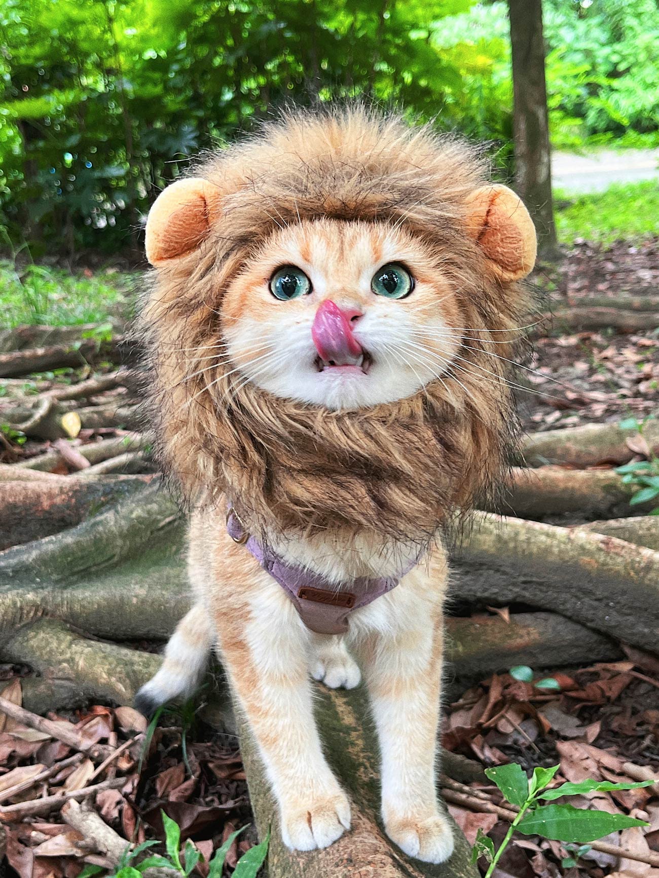 PenVinoo Lion Mane Wig for Cat,Dog and Cat Costume,Funny Pet Cat Costumes for Halloween Christmas, Parties, Photo Shoots (Size M, Melange Brown)
