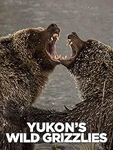 Yukon's Wild Grizzlies