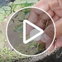 (Nymphaea Queen of Siam) Tropical Water Lily Tuber Live Aquatic Plants for Freshwater Fish Pets Pond Balcony Decorations b...
