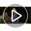 Goodeco Dog Statue with Solar Butterfly - Ideal Gifts for Dad, Mom or Birthdays, Beautifully Crafted Outdoor Decorations t...
