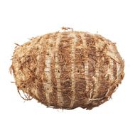Malanga (Yautia)️