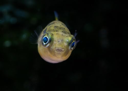 Swimming Creatures 4 Dwarf Pea Puffer Jenvnies (Carinotetraodon Travancoricus) Approx 1/2" Freshwater Aquarium Fish, 100% ...