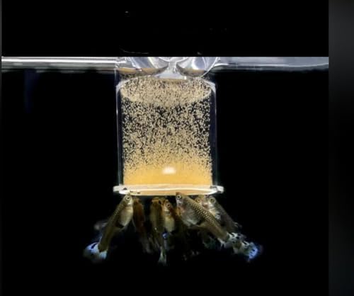 Brine Shrimp Eggs Fish Food - Sea Monkey Eggs 90% Hatch Rate Aquatic Foods for Freshwater & Saltwater Fish, Shrimp, Fry (0.7oz)