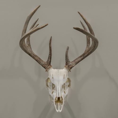 Allen Company EZ Mount Trophy Skull Hanger, Black