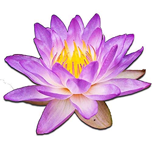 (Nymphaea Queen of Siam) Tropical Water Lily Tuber Live Aquatic Plants for Freshwater Fish Pets Pond Balcony Decorations b...