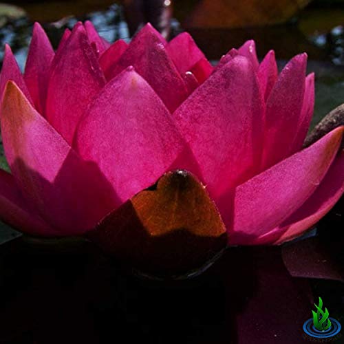 Live Water Lily Tuber Nymphaea James Brydon Pink Hardy Aquatic Plants for Aquarium Freshwater Fish Pond Garden