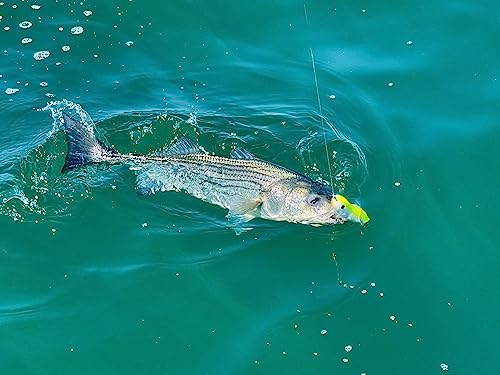 PBFish Topwater Spook Fishing Lure for Big Striped Bass 6.5 Inches Loud Rattle Walk The Dog Action Cast Far Floating Stron...