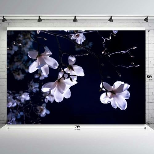 Blooming Pink Tender at Night Illuminated Light Empty Space a Dark Backdrop Bitrhday Party Decorations Photography Studio ...