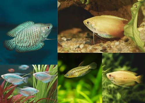 Swimming Creatures™ Assorted Gourami (Trichogaster spp.) – Freshwater Aquarium Fish (Size Approx. 0.5–1.5") (3 Gourami Mix)