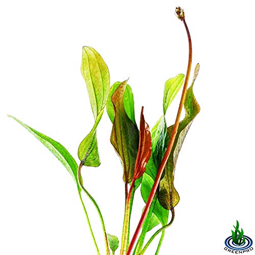 Echinodorus Sp Red Diamond Amazon Sword Potted Tall Background Live Aquarium Plants Decoration Tropical Freshwater Fish Tank