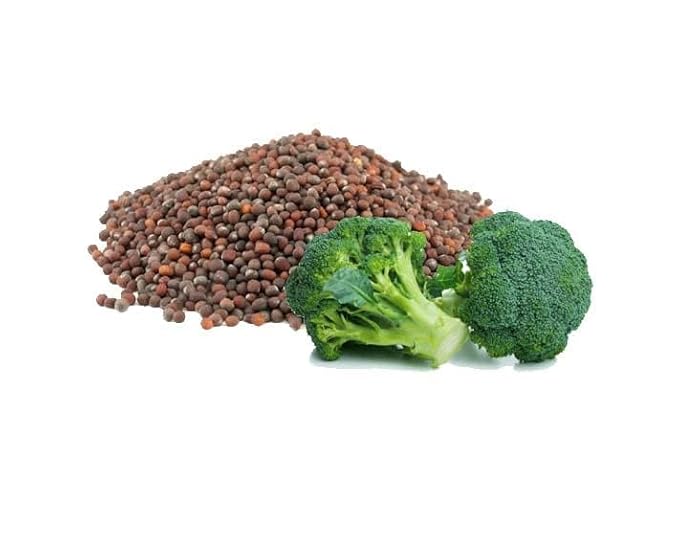 Broccoli Seed Oil - 8 oz Pure, Natural, Cold Pressed, Skin Rejuvenation, Seed Face Hair Body Refined Unscented Broccoli Carrier Oil - Hydrating, Moisturizing, Nourishing, Fair Trade