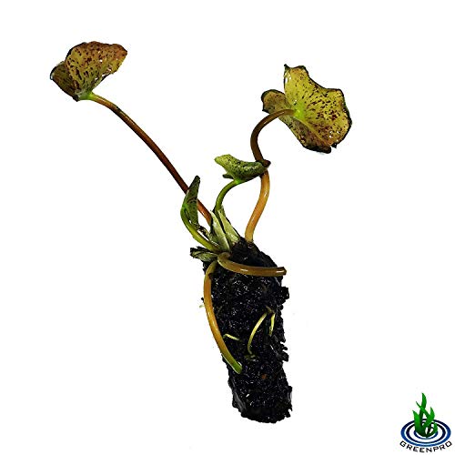 Live Water Lily Tuber Nymphaea James Brydon Pink Hardy Aquatic Plants for Aquarium Freshwater Fish Pond Garden