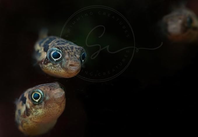 Swimming Creatures 4 Dwarf Pea Puffer Jenvnies (Carinotetraodon Travancoricus) Approx 1/2" Freshwater Aquarium Fish, 100% ...