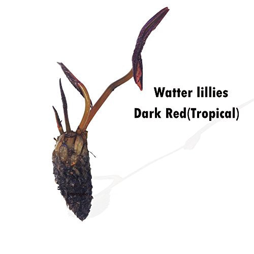 Live Aquatic Plant Dark Red Nymphaea Water Lilies Tuber for Aquarium Freshwater Fish Pond by greenpro
