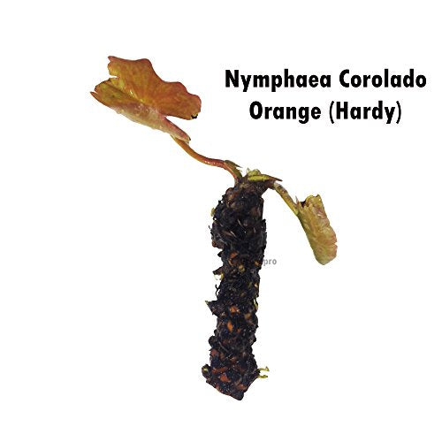 Live Aquatic Plant Orange Nymphaea Colorado Hardy Water Lilies Tuber for Aquarium Freshwater Fish Pond by Greenpro