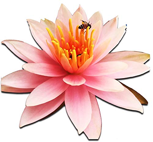 Live Aquatic Plant Orange Nymphaea Colorado Hardy Water Lilies Tuber for Aquarium Freshwater Fish Pond by Greenpro
