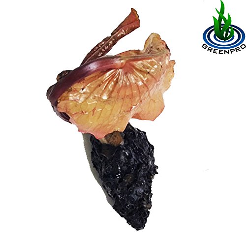 (Nymphaea Yonglap Hybrid) Tropical Water Lily Tuber Live Aquatic Plants for Freshwater Fish Pets Pond Balcony Decorations ...