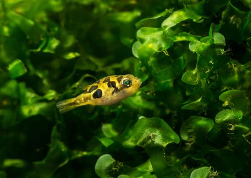 Swimming Creatures 4 Dwarf Pea Puffer Jenvnies (Carinotetraodon Travancoricus) Approx 1/2" Freshwater Aquarium Fish, 100% ...