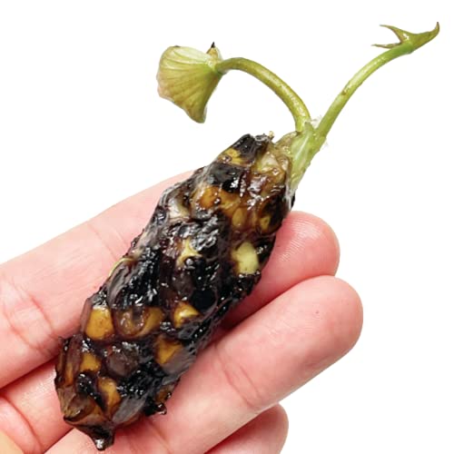 Mainam Orange Nymphaea Colorado Live Aquarium Plant Hardy Water Lilies Tuber for Freshwater Fish Pond Balcony