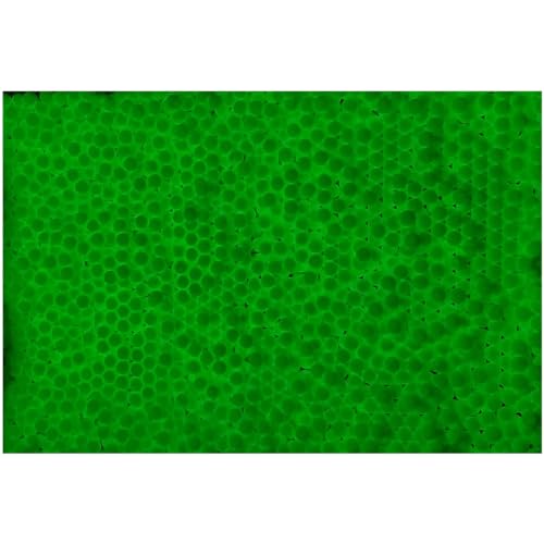 Lancer Tactical 0.20g-0.30g Streamline Competition Grade Tracer Airsoft BBS (Color: Green) X3