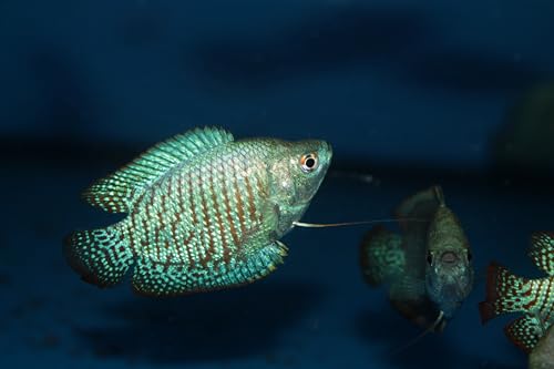 Swimming Creatures™ Assorted Gourami (Trichogaster spp.) – Freshwater Aquarium Fish (Size Approx. 0.5–1.5") (3 Gourami Mix)