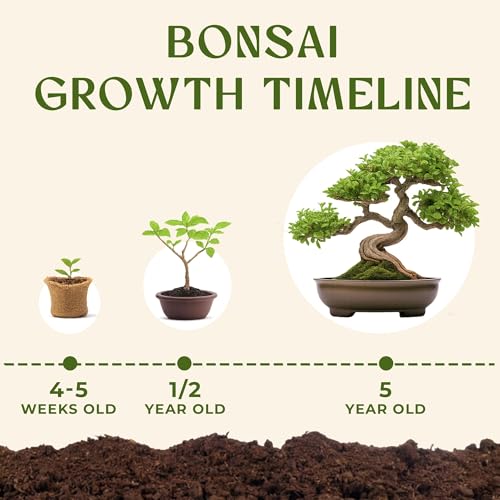 DIY Bonsai Tree Kit for Beginners – 5X Unique Japanese Bonzai Trees | Complete Indoor Bonsai Starter Kit for Growing Bonsa...