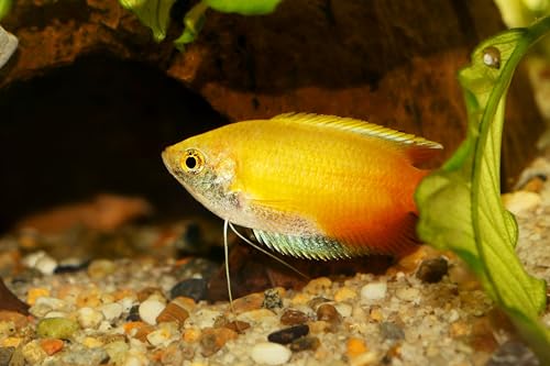 Swimming Creatures™ Assorted Gourami (Trichogaster spp.) – Freshwater Aquarium Fish (Size Approx. 0.5–1.5") (3 Gourami Mix)