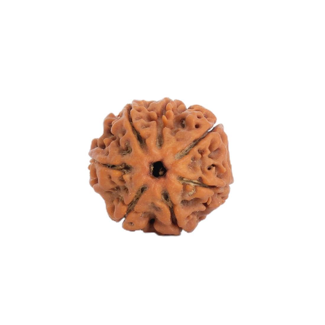 Astrotalk Nepal Origin 7 Mukhi Rudraksha | Attract Wealth & Prosperity | 108 Hours Energized by Top Astrologers | Financial Stab