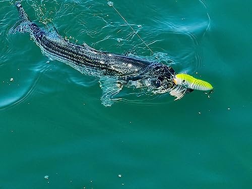 PBFish Topwater Spook Fishing Lure for Big Striped Bass 6.5 Inches Loud Rattle Walk The Dog Action Cast Far Floating Stron...