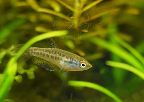Swimming Creatures™ Assorted Gourami (Trichogaster spp.) – Freshwater Aquarium Fish (Size Approx. 0.5–1.5") (3 Gourami Mix)