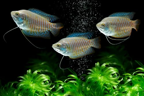 Swimming Creatures™ Assorted Gourami (Trichogaster spp.) – Freshwater Aquarium Fish (Size Approx. 0.5–1.5") (3 Gourami Mix)