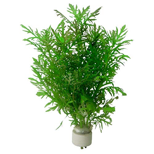 Live Aquarium Plants Hygrophila Difformis Bunch Water Wisteria Aquarium Plant Live PNF22