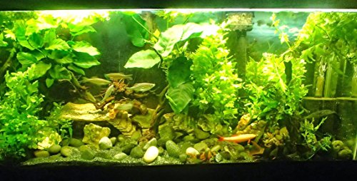 Greenpro Anubias Barteri | Broad Leaf XXL Mother Potted Live Aquarium Plant for Freshwater Fish Tank