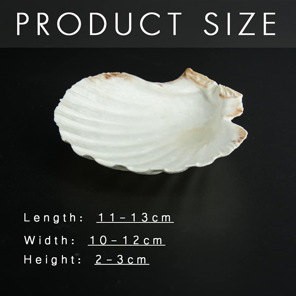 6PCS Scallop Shells for Serving Food,Baking Shells Large Natural White Scallops from Sea Beach for DIY Craft Decor 4-5 Inches