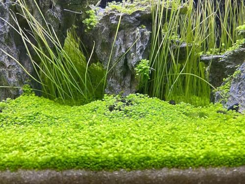 MISUHALOU Aquarium G-r-a-s-s P-l-a-n-t - 3 Pack | Easy-Growing Water P-l-a-n-t for Fish Tank Aquarium
