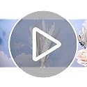 Qinyoung 10 Set Dried Pampas Grass Centerpiece for Wedding Baby Shower Party 10 Glass Flower Jars 10 Artificial Roses 80 D...