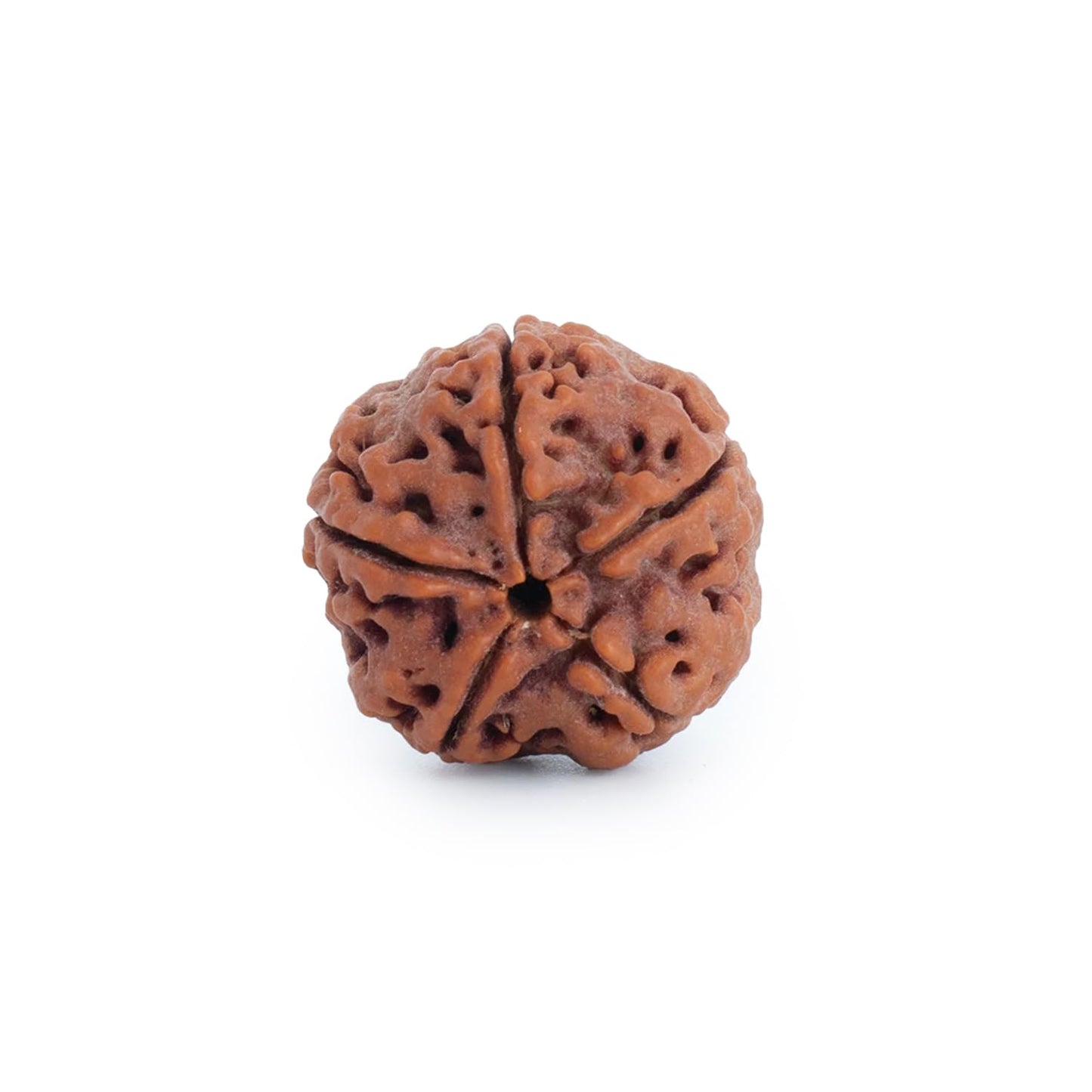 Astrotalk Nepal Origin 5 Mukhi Rudraksha | Elevate Spiritual Growth & Inner Peace | 108 Hours Energized by Top Astrologers | Cla