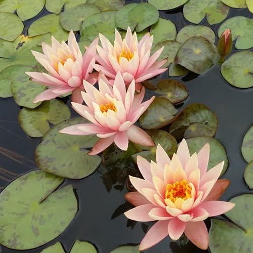 Mainam Orange Nymphaea Colorado Live Aquarium Plant Hardy Water Lilies Tuber for Freshwater Fish Pond Balcony