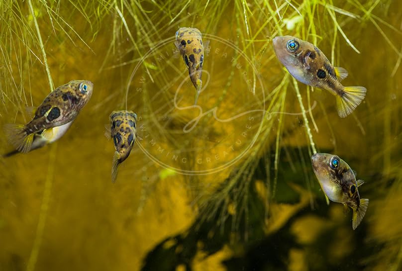 Swimming Creatures 4 Dwarf Pea Puffer Jenvnies (Carinotetraodon Travancoricus) Approx 1/2" Freshwater Aquarium Fish, 100% ...