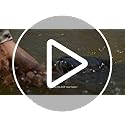 Berkley 7’ Lightning Rod Casting Rod, One Piece Casting Rod, 8-14lb Line Rating, Medium Rod Power, Moderate Fast Action, ...