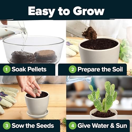 HOME GROWN Succulent & Cactus Seed Kit for Planting – [Enthusiasts Favorites] Premium Cactus & Succulent Starter Kit: 4 Pl...