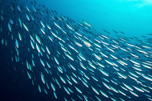 Season Mackerel in Water - Skinless & Boneless, No Salt Added, Wild Caught, Keto Snacks, Canned Mackerel Fillets, Full of ...
